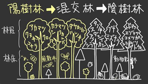 陽樹林 陰樹林|【生物基礎】植生の遷移をわかりやすく解説！ 